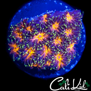 CK INFERNO LEPTASTREA (RARE)