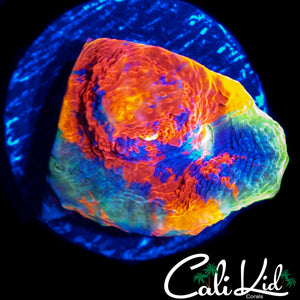 INSANE RAINBOW CHALICE