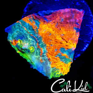 BEN'S PRIVATE COLLECTION RAINBOW CHALICE (CRAZY RAINBOW)