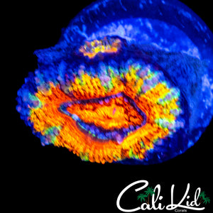 ULTIMATE RAINBOW ACAN W/ BABY