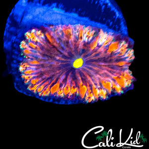 INDO RAINBOW BLASTO W/ PURPLE