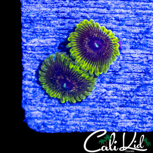 GOLDEN LEOPARD ZOA DOUBLE