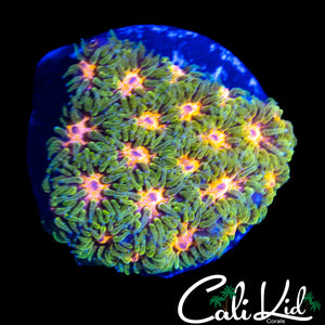 RARE RAINBOW LEPTASTREA