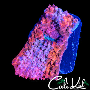 VOODOO CHALICE FRAG