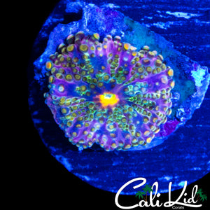 MYSTERY RAINBOW BUBBLE YUMA