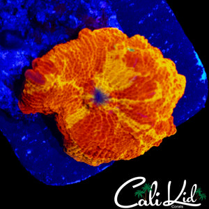 SWEET 4 COLOR ECLECTUS MUSHROOM