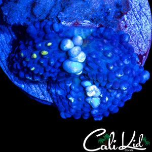 CK LARGE BLUE BALLZ BOUNCE MUSHROOM