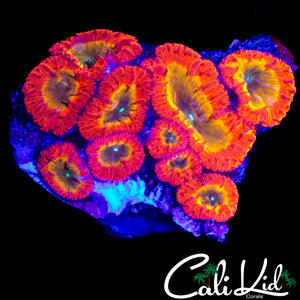 CK RAINBOW BLASTO COLONY