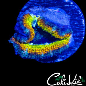 SHADES OF YELLOW ACAN