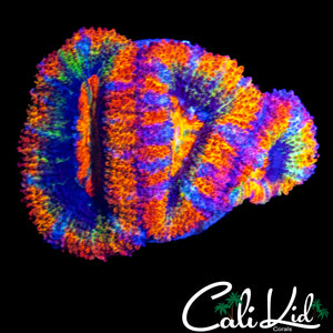 RARE RAINBOW ACAN TRIPLE