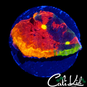 INSANE RAINBOW CHALICE W/ PURPLE