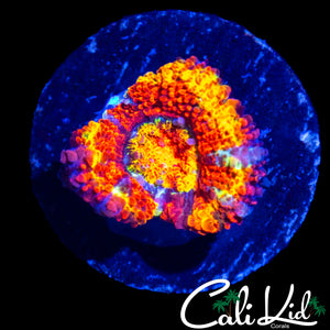 RARE RAINBOW ACAN LORD
