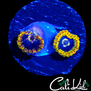 RAINBOW YODA ZOA DOUBLE