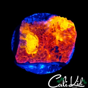 BUG EYE RAINBOW CHALICE FRAG