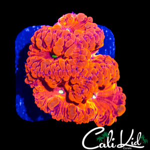 CHERRY BOMB BLASTO MINI COLONY