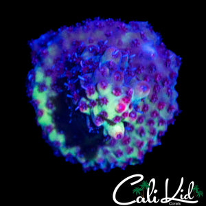 CK SHORTCAKE ACRO