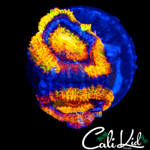 SPLATTER RAINBOW ACAN DOUBLE