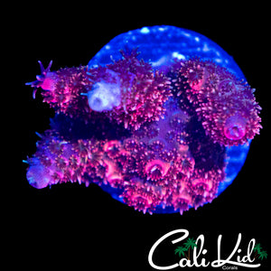 HYPER PINK MILLI CHUNK