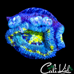 ULTRA EYE ACAN W/ BABIES