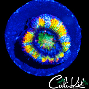 INSANE RAINBOW RING ACAN LORD