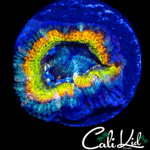 SHADES OF YELLOW ACAN