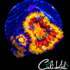 ULTIMATE RAINBOW ACAN TRIPLE
