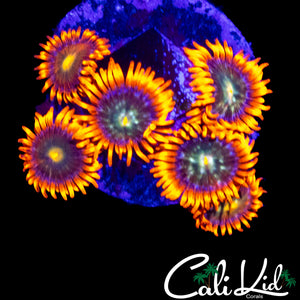 CK HATERADE ZOA MINI COLONY