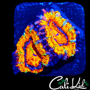 ULTRA RAINBOW ACAN DOUBLE