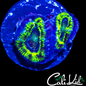 BLACK OUT ACAN DOUBLE