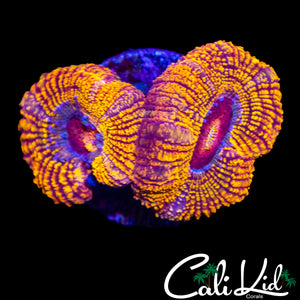 RARE PATTERN ACAN DOUBLE