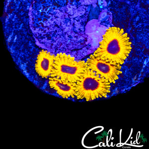 GREAT OWL ZOA MINI COLONY