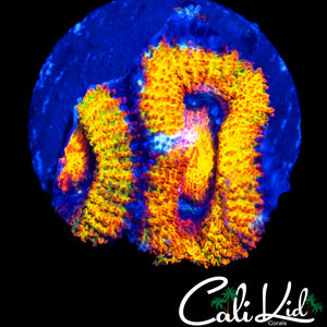 INSANE RAINBOW ACAN DOUBLE