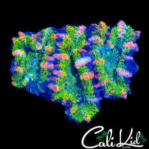 WATERMELON ACAN TRIPLE