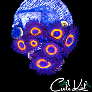 ASSORTED ZOAS