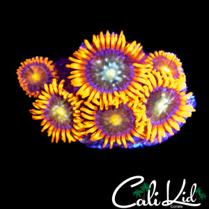 CK HATERADE ZOA MINI COLONY