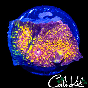 CK FROM THE VAULT CHALICE