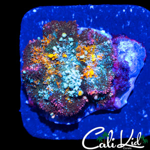 BEAUTIFUL RAINBOW BOUNCE MUSHROOM