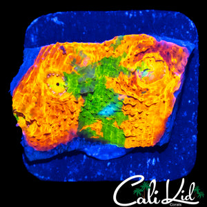 RARE COLORS RAINBOW CHALICE FRAG