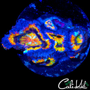 ULTIMATE RAINBOW ACAN QUAD