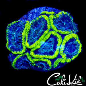 RASTA TYPE ACAN MINI COLONY