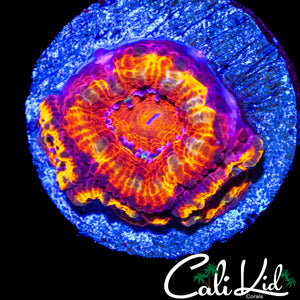 RARE PATTERN RAINBOW ACAN W/ BABIES