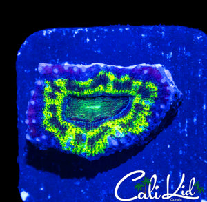 BLACK OUT ACAN