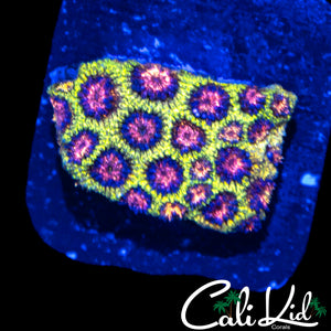 RARE RAINBOW GLITTER GONI (SHORT TENTACLE) IFYKYK