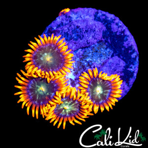 CK HATERADE ZOA QUAD