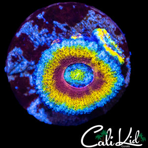 RARE CK UNRELEASED RAINBOW ACAN DOUBLE