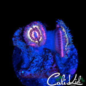 CK PINK CAVIAR ZOA DOUBLE