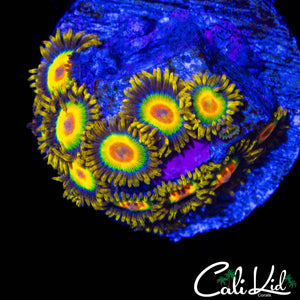 RASTA ZOA MINI COLONY
