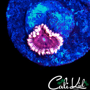 CK PINK SHATTER ZOA