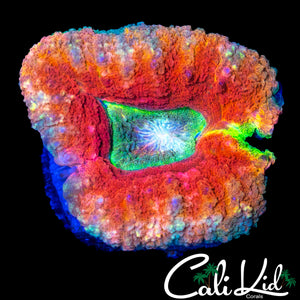 FLAME RIM RAINBOW LOBO