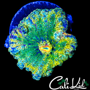 XL RAINBOW BUBBLE YUMA